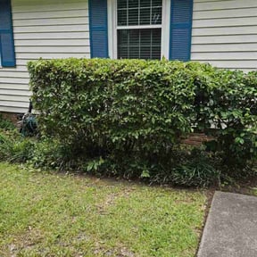 Bush Trimming by Professinal Yard Men reviewed on August 17, 2025
