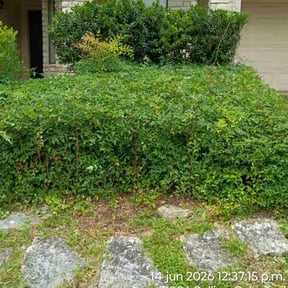 Bush Trimming by Aaron's Green Lawn Care Service reviewed on July 14, 2026