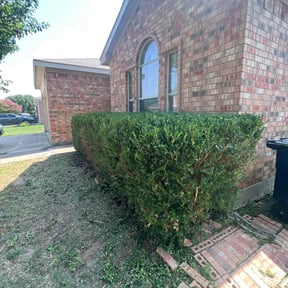 Bush Trimming by A.M. Lawncare Services LLC reviewed on August 15, 2025