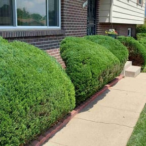 Bush Trimming by Sons bros and I lawn service reviewed on August 18, 2025
