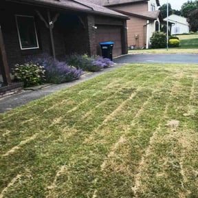 Bush Trimming by Colabora USA LLC DBA Monster Cuts reviewed on November 9, 2017