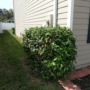 Bush Trimming by Snoho Mowers reviewed on August 15, 2025