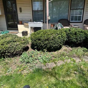 Bush Trimming by BSM & Co. Landscaping reviewed on August 21, 2025
