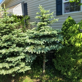 Bush Trimming by B&B Landscaping and Hauling reviewed on August 18, 2025