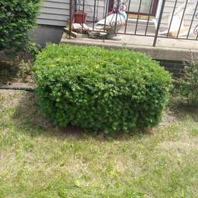 Bush Trimming by Steve&#039;s Lawn Mowing and Odd Jobs reviewed on November 20, 2025