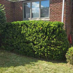 Bush Trimming by Meredith's Landscaping LLC reviewed on June 29, 2026