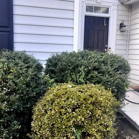 Bush Trimming by Hoot PM Inc reviewed on August 16, 2025