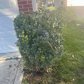 Bush Trimming by Haywood Services reviewed on August 20, 2025