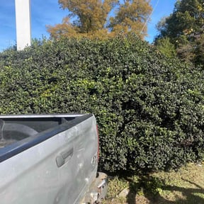 grass maintenance by Trim&amp;Works reviewed on October 17, 2019