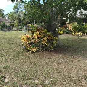 Bush Trimming by Get er Done Grass Cutting reviewed on August 16, 2025
