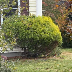 Bush Trimming by Francisco amaya reviewed on November 4, 2025