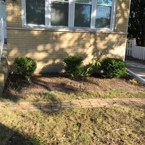 Bush Trimming by SFI reviewed on August 16, 2025