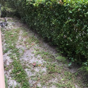 Bush Trimming by AllTex Home And Commercial Services reviewed on November 23, 2025