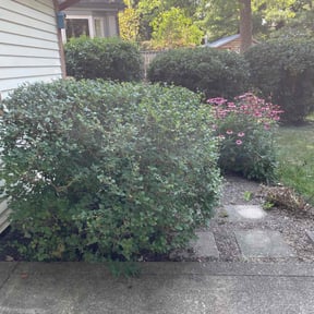 Bush Trimming by Lance Lawns reviewed on August 16, 2025