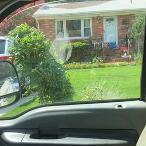 Bush Trimming by Amie's Clean Cut Lawns and More reviewed on August 20, 2025
