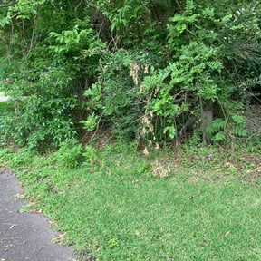 Bush Trimming by Martin Marquez reviewed on November 21, 2025