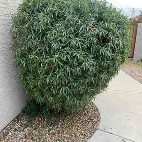 Bush Trimming by Landmark Landscape reviewed on January 18, 2026