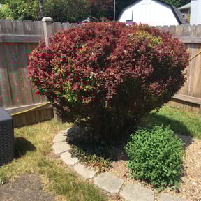 Bush Trimming by Unlimited Lawn Care reviewed on August 21, 2025
