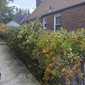 Bush Trimming by Peerless Landscaping reviewed on November 9, 2025