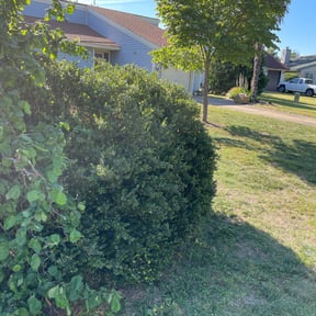 Bush Trimming by Patton Lawn Care reviewed on August 21, 2025