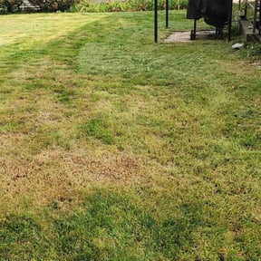 Bush Trimming by Pace Lawn and Garden reviewed on August 20, 2025