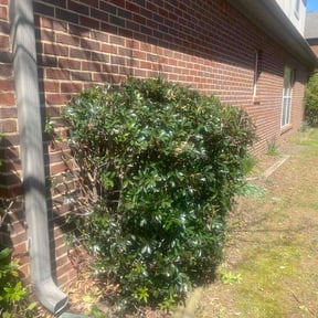 Bush Trimming by Deal's Lawn Maintenance reviewed on March 13, 2026