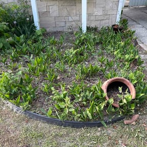 Flower Bed Weeding by Lawn kings reviewed on May 8, 2026