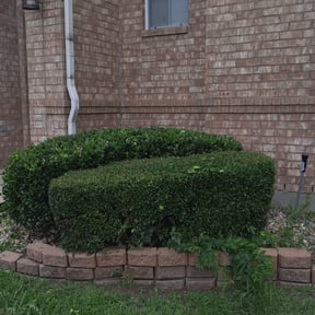 Bush Trimming by Snazzy’s Lawn Care Solutions LLC reviewed on August 18, 2025