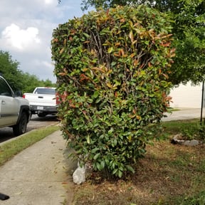 Bush Trimming by Great lawn services reviewed on August 18, 2025