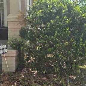 Bush Trimming by Mandy's Mowing Maintenance reviewed on September 16, 2026