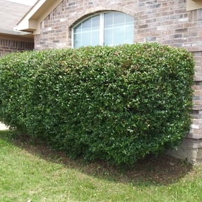 Bush Trimming by Red State Landscape reviewed on August 16, 2025