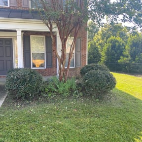 Bush Trimming by Red Rose Lawn Care reviewed on August 15, 2025