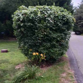 Bush Trimming by Mid-Atlantic Home Maintenance reviewed on August 19, 2025