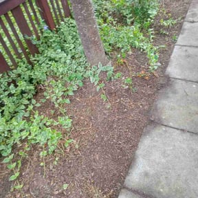 Flower Bed Weeding by CNR LANDSCAPING reviewed on May 19, 2026