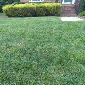 lawn maintenance by Javier's Lawn Care Services reviewed on August 19, 2025