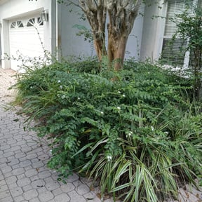Bush Trimming by 2Guysandalawnmower reviewed on September 15, 2026