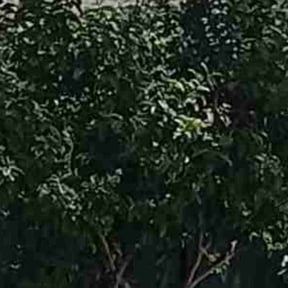 Bush Trimming by Gax lawn care services reviewed on August 18, 2025