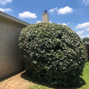 Bush Trimming by Main Lawn Care reviewed on August 20, 2025
