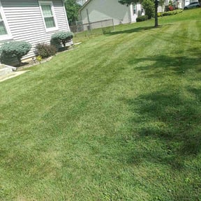 lawn maintenance by Green Thumb Lawn Services reviewed on March 28, 2024