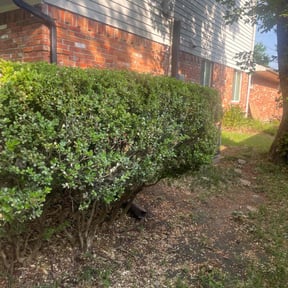 Bush Trimming by J&M Construction Services,LLC reviewed on August 20, 2025