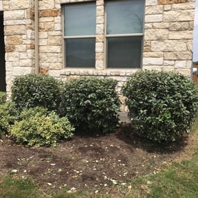 Bush Trimming by Straightlines LLC reviewed on August 19, 2025