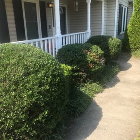 Bush Trimming by Dr. Lawns reviewed on August 19, 2025