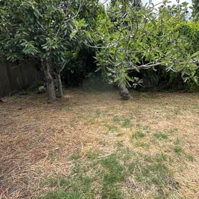 Bush Trimming by Kutz and Trimz. reviewed on June 8, 2026