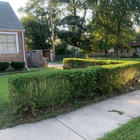 Bush Trimming by Clabys lawn service llc reviewed on August 19, 2025