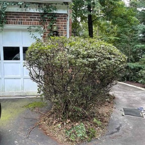 Bush Trimming by Escobar Landscape reviewed on November 22, 2025