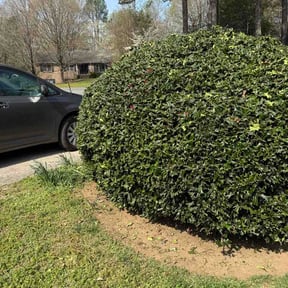 Bush Trimming by JNGLandscaping LLC reviewed on March 23, 2026