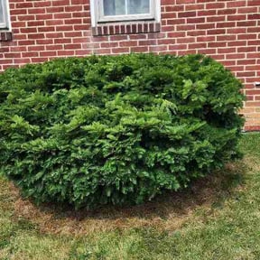 Bush Trimming by V4 Cleaning Services LLC reviewed on June 20, 2026
