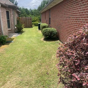 Bush Trimming by All American Property Maintainance reviewed on August 20, 2025