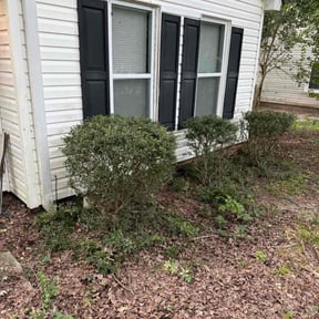 Bush Trimming by Phil’s Yard Clean Up reviewed on October 24, 2025