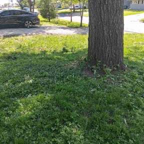 Bush Trimming by Basic lawn service reviewed on May 7, 2026